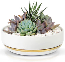 Load image into Gallery viewer, 6 Inch Succulent Pot with Drainage - Shallow Succulent Planter