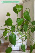 Load image into Gallery viewer, 12 Inch Ceramic Plant Pot - Matte White with Metallic Gold Stripes