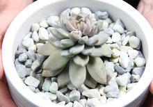 Load image into Gallery viewer, Decorative Rocks - Blue, Green, Grey - 10-20 mm - 5lb Bag