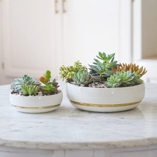 Load image into Gallery viewer, 6 Inch Succulent Pot with Drainage - Shallow Succulent Planter