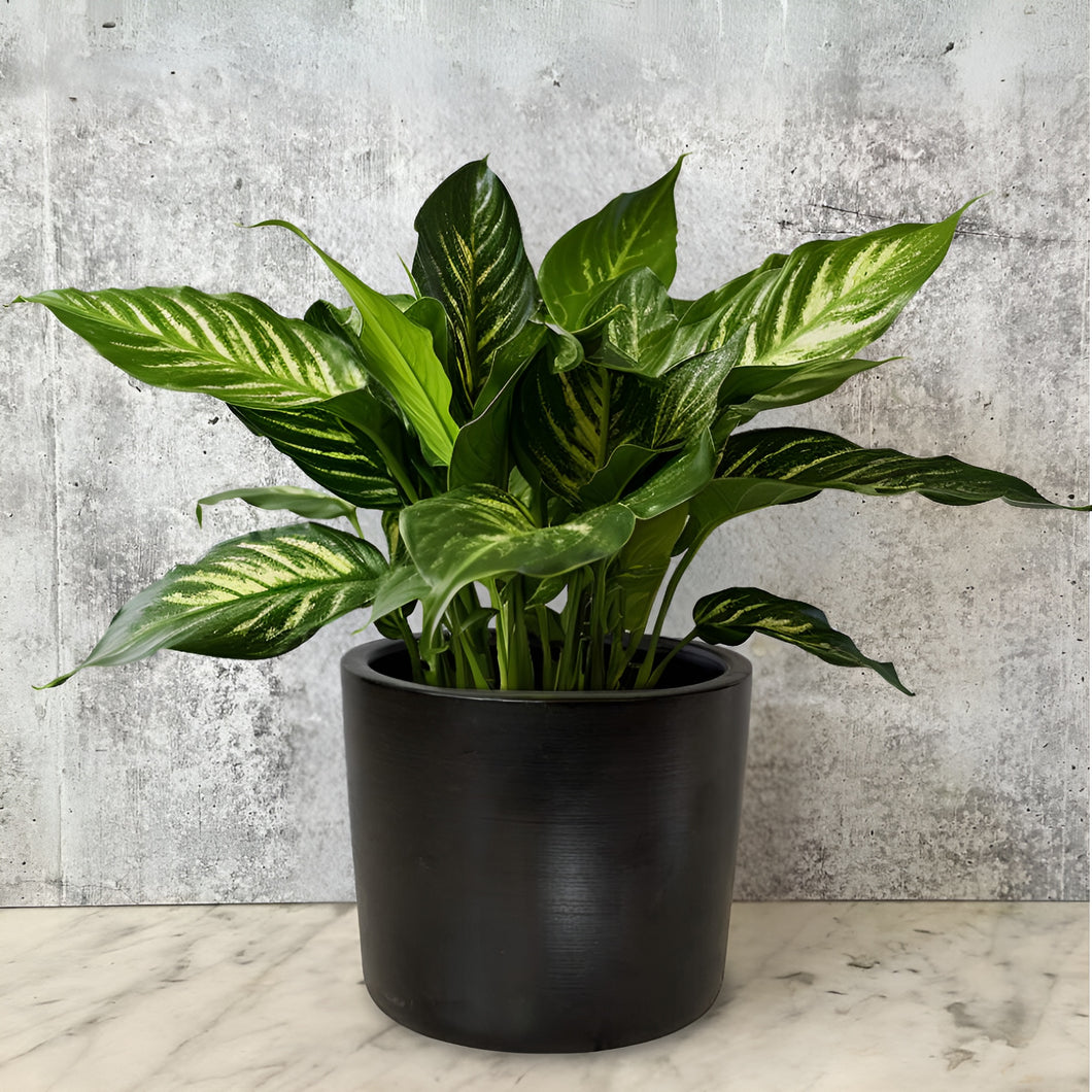 6 Inch Black Ceramic Plant Pot