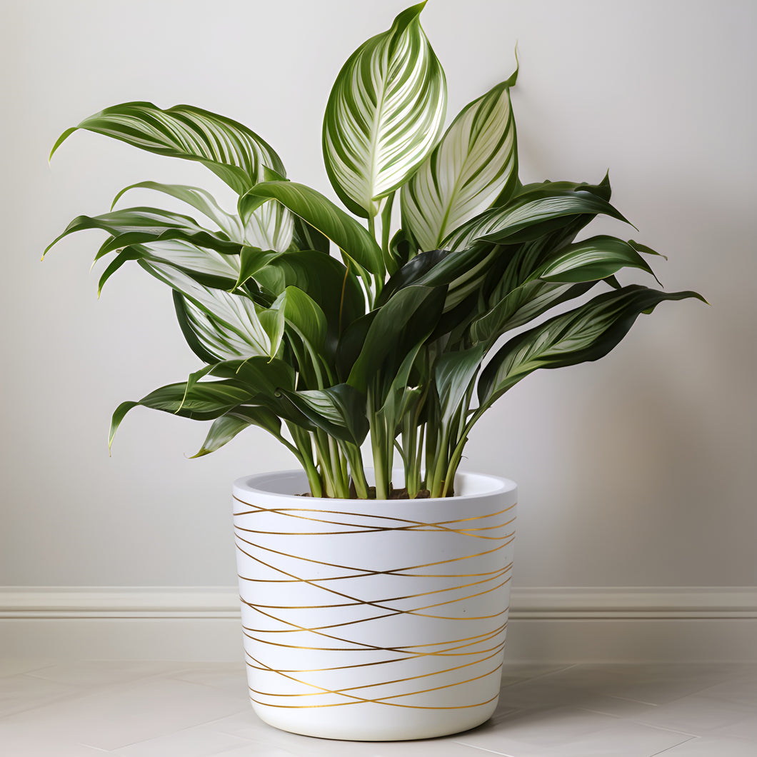 9 Inch Ceramic Plant Pot - Matte White with Gold Stripes