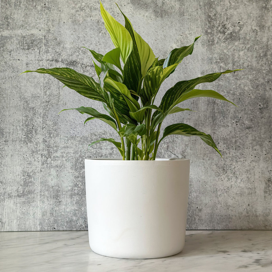 6 Inch Matte White Ceramic Plant Pot