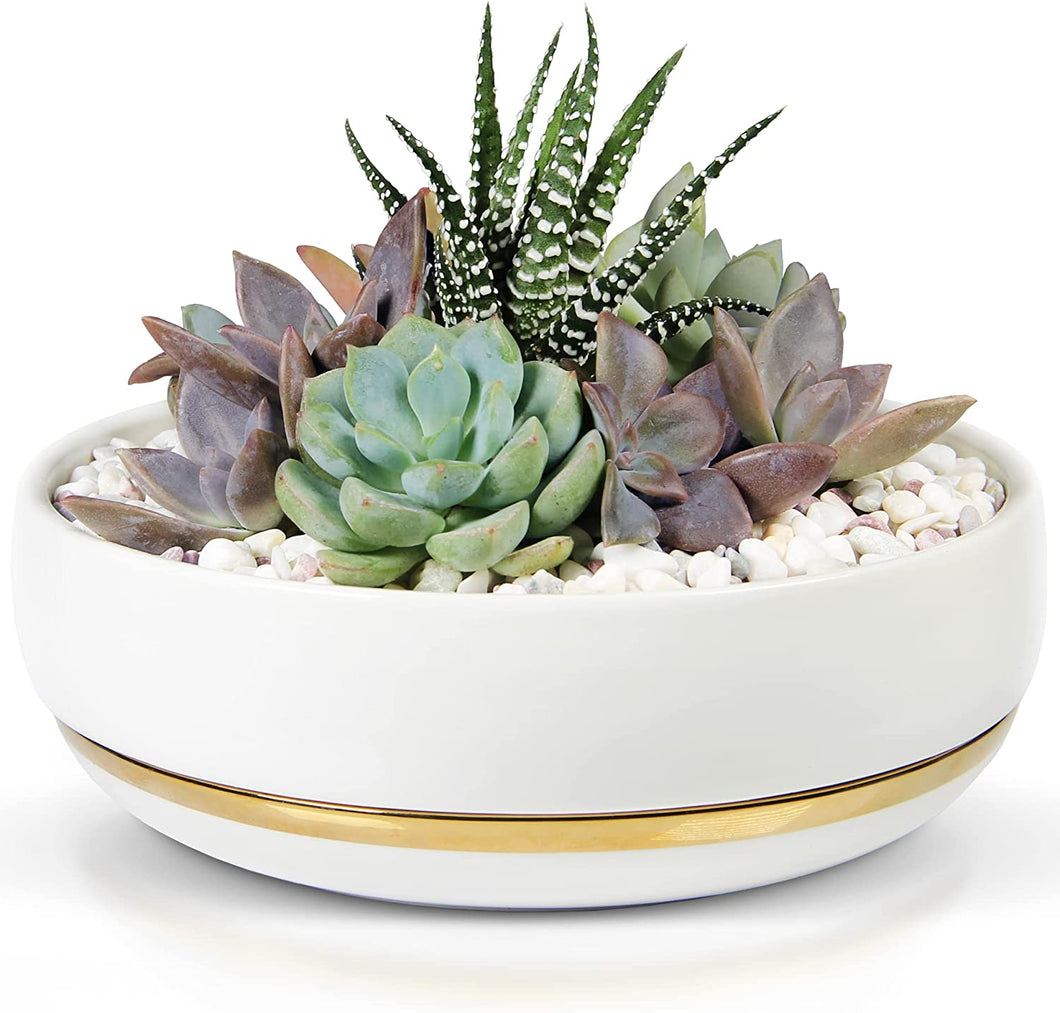 6 Inch Succulent Pot with Drainage - Shallow Succulent Planter