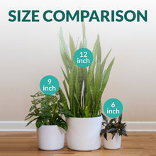 Load image into Gallery viewer, 6 Inch Matte White Ceramic Plant Pot
