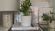 Load and play video in Gallery viewer, 6 Inch Matte White Ceramic Plant Pot

