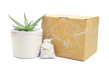 Load image into Gallery viewer, 6 Inch Gold Stripes Pot
